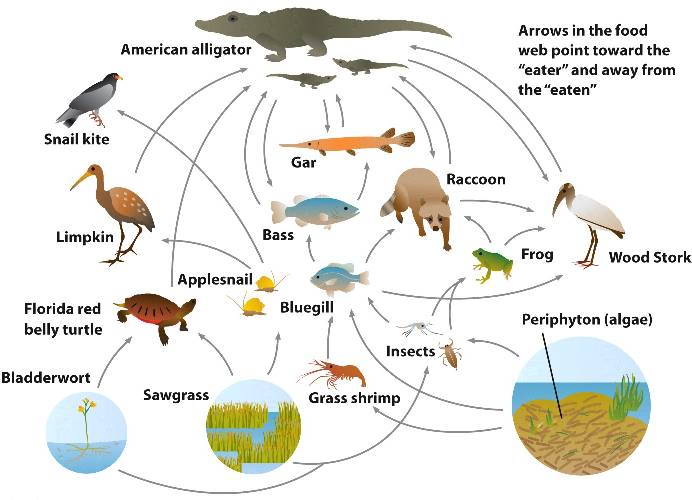 Everglades Ecosystem - Citations